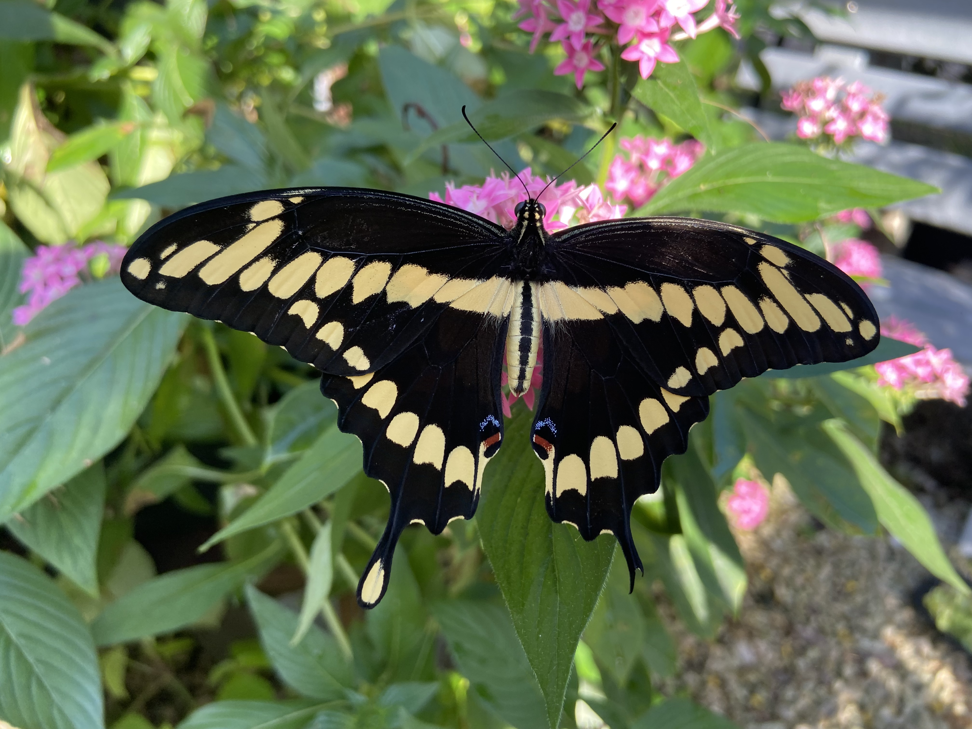 butterfly house 2