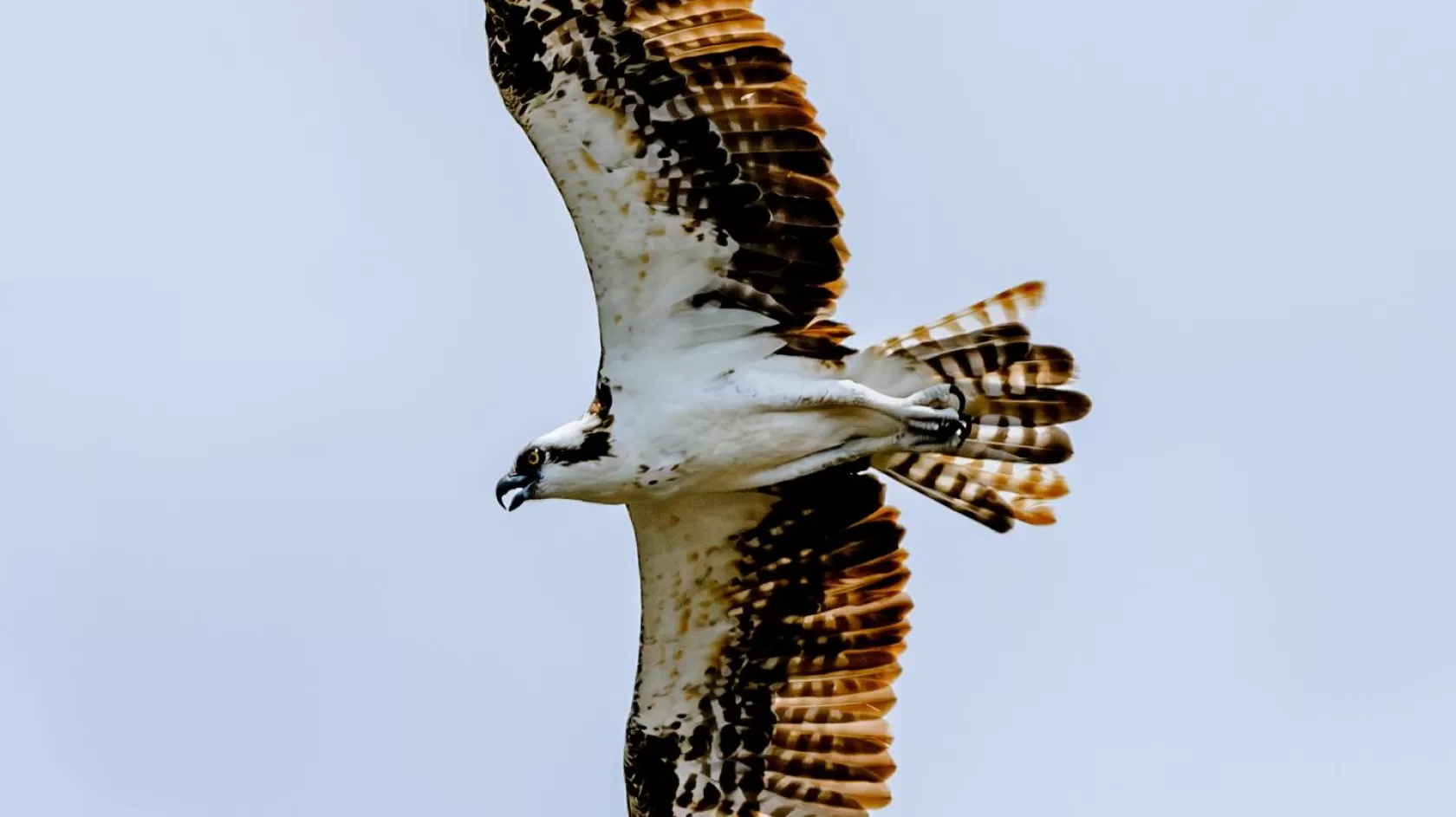 Birds Birding Nature Wildlife