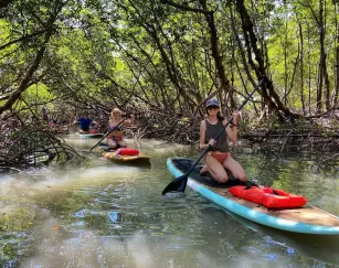 paddling mangroves in estero