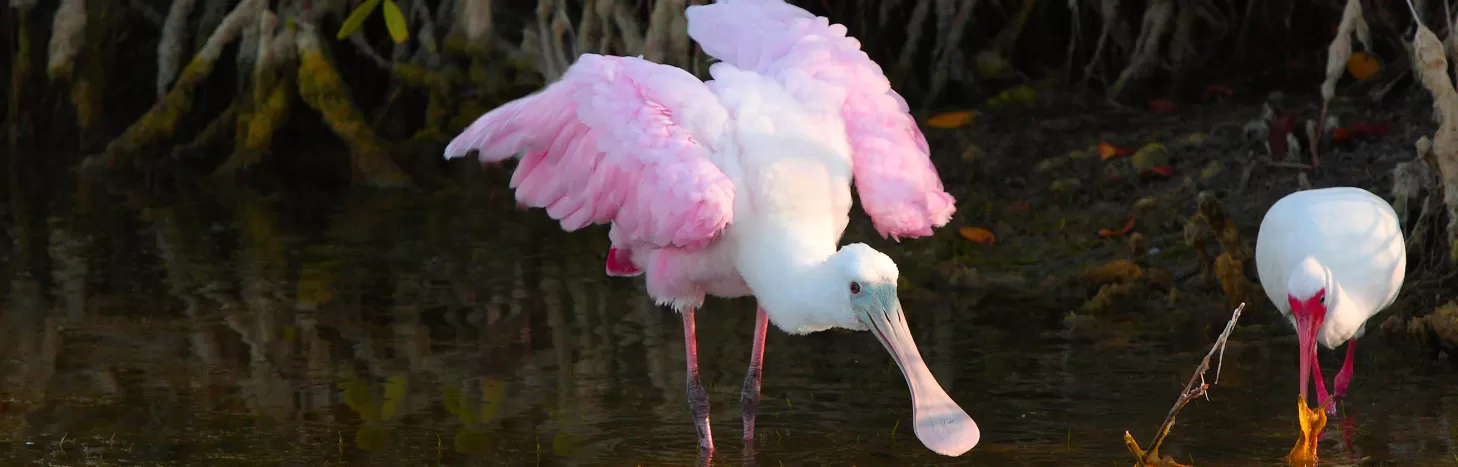 wildlife-spoonbill.jpg